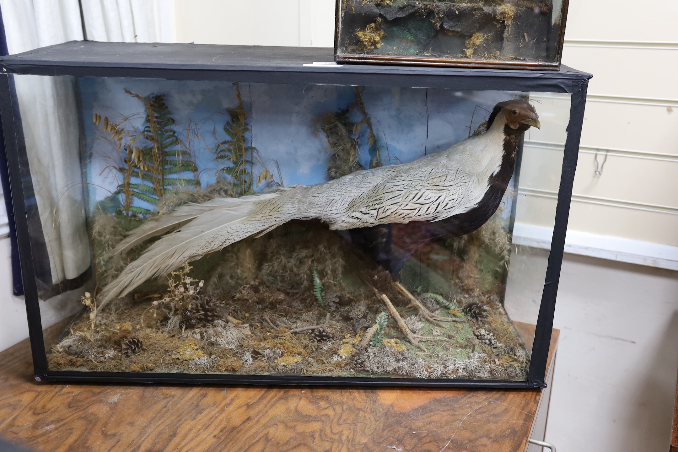A cased Silver Pheasant, 75 cms x 46cms